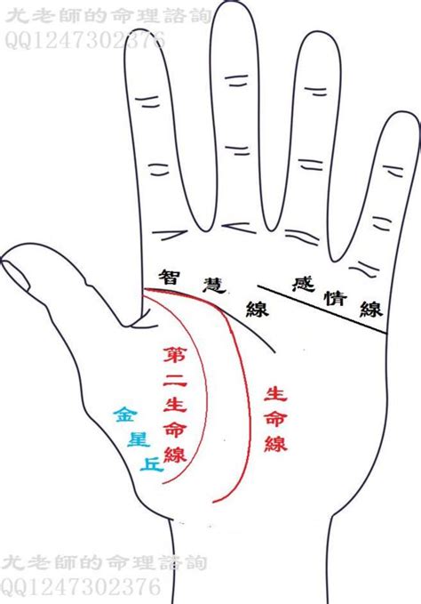 生命線有兩條|手相怎麼看？感情線、智慧線、生命線在哪裡？長度、走向入門解。